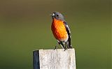 Flame Robin